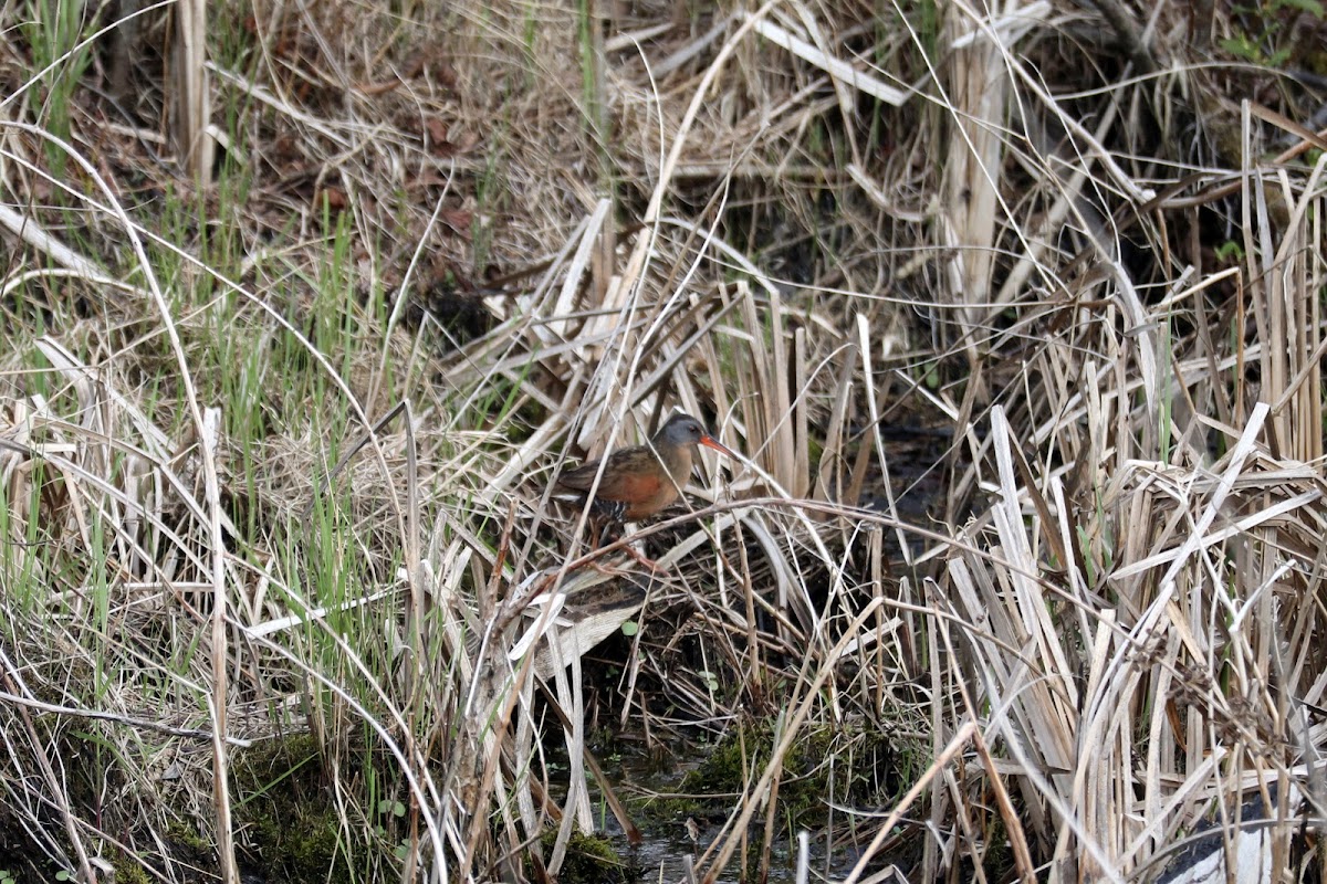 Virginia rail