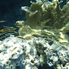 Clown Wrasse       Juvenile