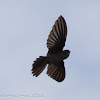 Edible-nest Swiftlet