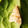 Cabbage Webworm moth