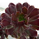 Aeonium Zwartkop