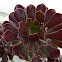 Aeonium Zwartkop