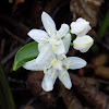 Alpine squill (White)