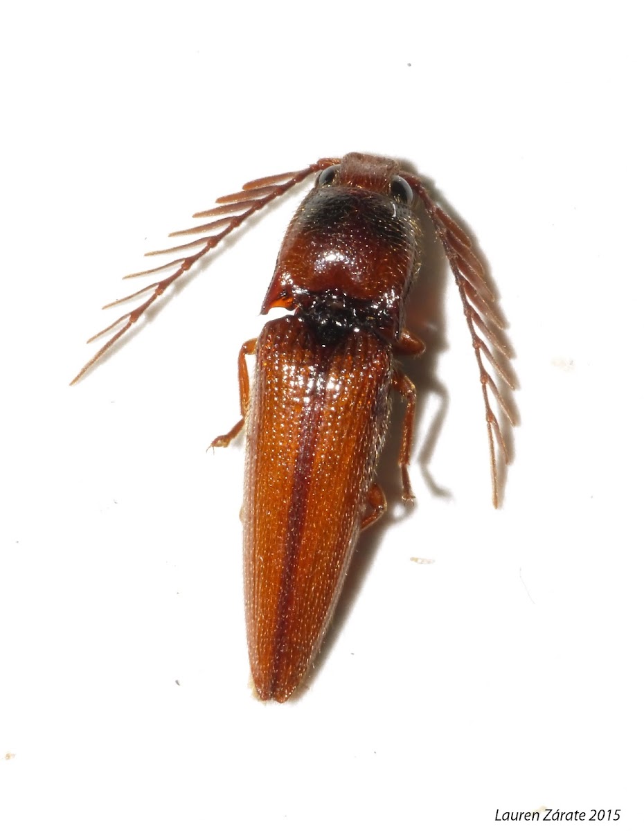 Click Beetle with Pectinate Antennae