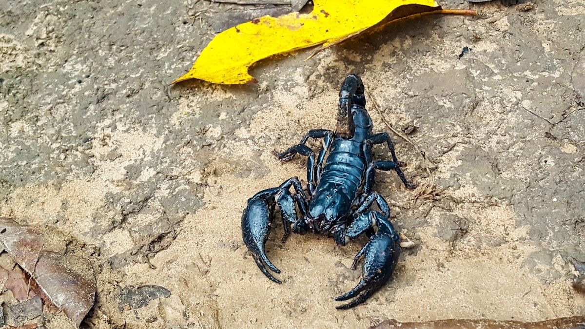 Giant forest scorpion