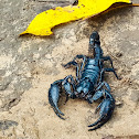 Giant forest scorpion