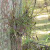 Epiphyte