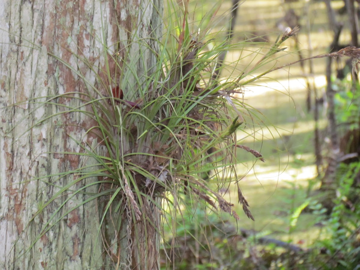 Epiphyte