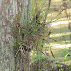 Epiphyte