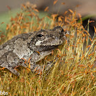 Cope's Gray Tree Frog