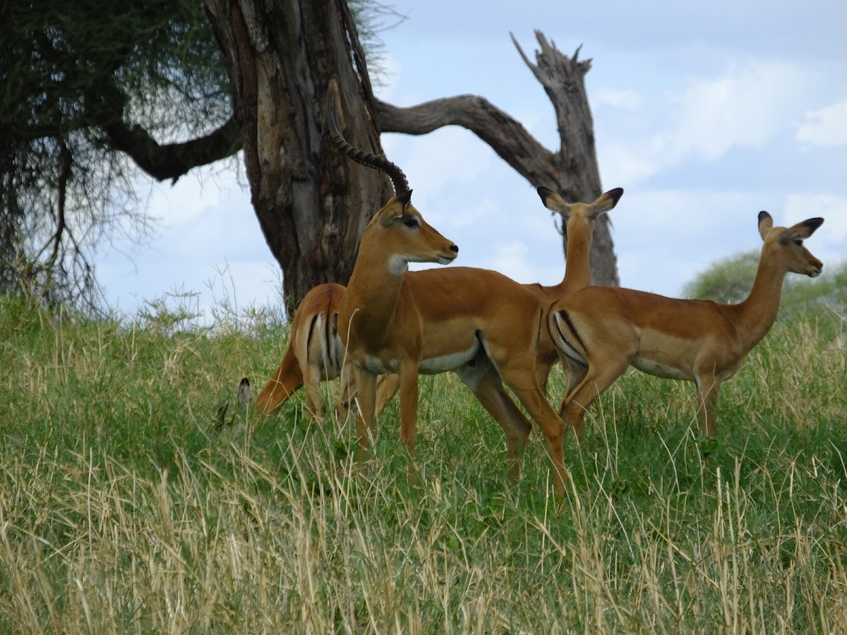 Impala