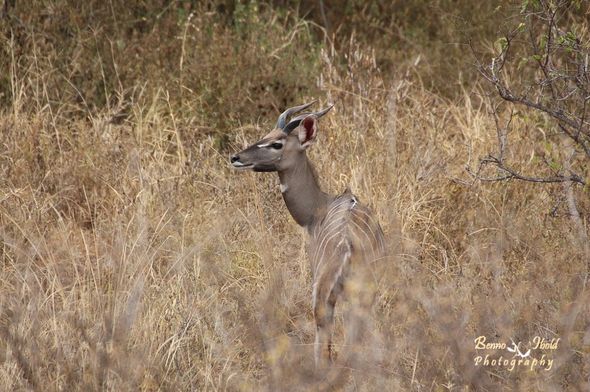 Lesser kudu