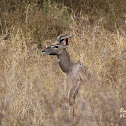 Lesser kudu