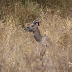 Lesser kudu