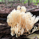 Crowned tipped coral mushroom