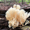 Crowned tipped coral mushroom