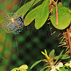 Signature Spider (Sub-adult)