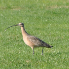 Long-billed Curlew