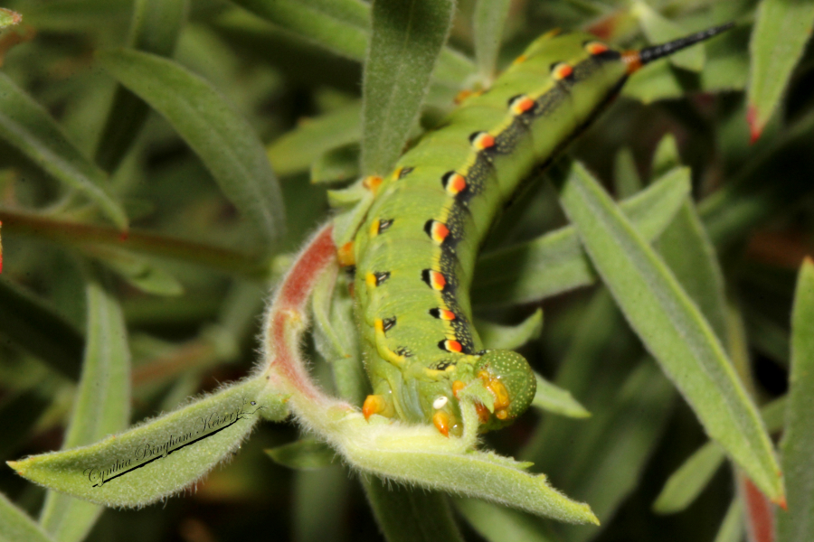 White-lined Sphinx Moth Caterpillar