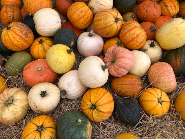 A photo of multi-coloured pumpkins