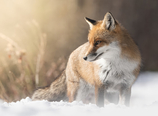 Furbizia solitaria  di marcovp