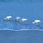 American White Ibis