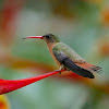 Cinnamon Hummingbird