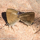 Long-tailed Blue