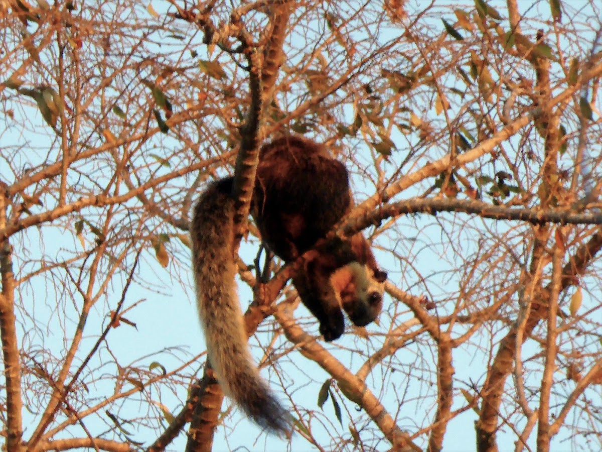 Black Giant Squirrel