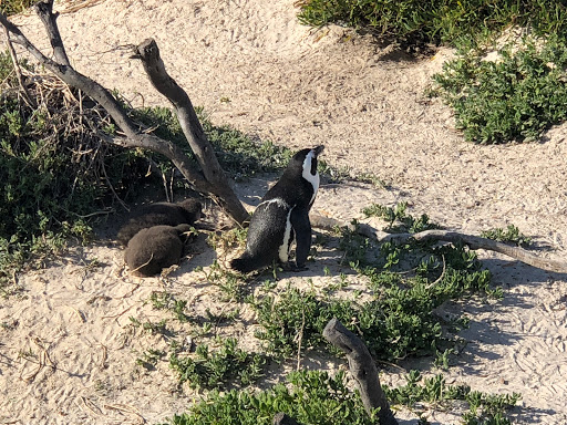 Penguins Cape Town South Africa 2018