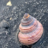 Blue Top Snail