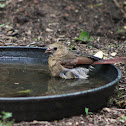 Northern cardinal - juvenile