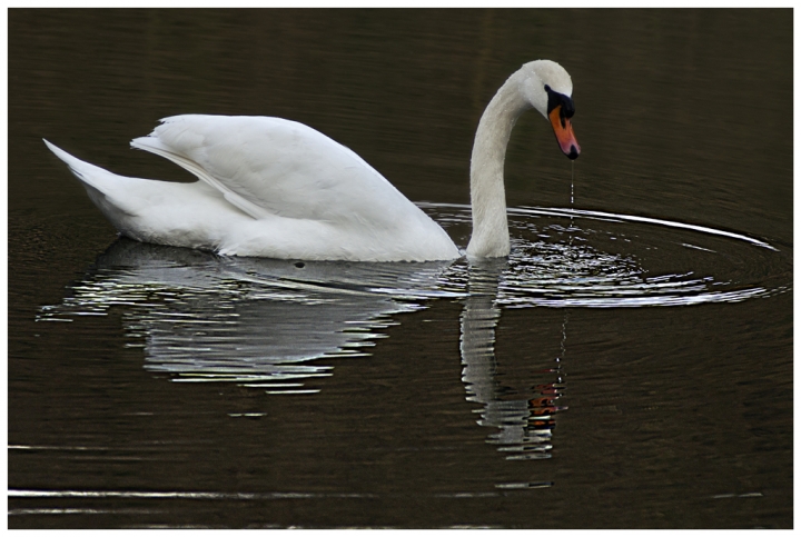 Cigno di luciano s