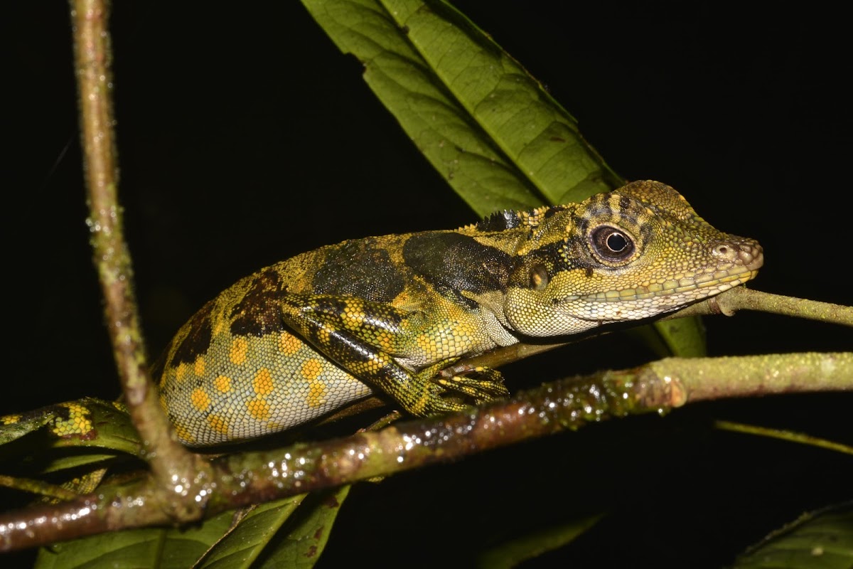 Giant Forest Dragon / Great Anglehead Lizard - Female