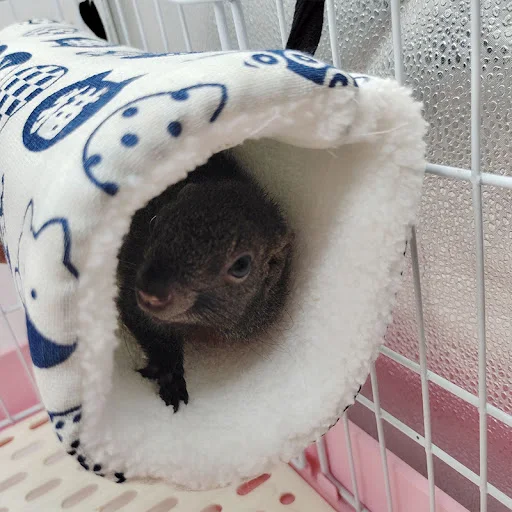 Warm Pet Hamster Cage Bed Toy Guinea Pig Tunnel Tube Chinchilla Hedgehogs Dutch Rats Cage Accessories Supplie Bearded Dr