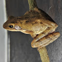 Common Indian Tree Frog