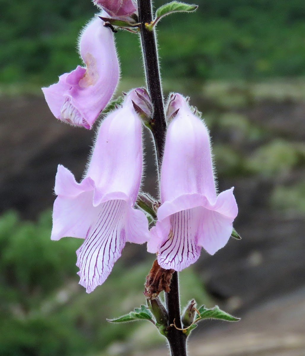 African Foxglove