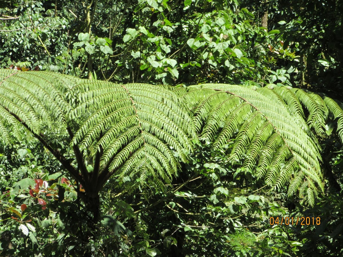 Fern tree