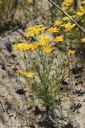 Steirodiscus tagetes, which was believed to be extinct in the late 60s, still survives in some parts of the Cape nearly 55 years later.