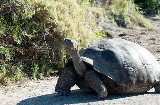 A giant tortoise in the Galapagos. 