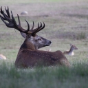 Deer herd resting