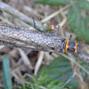 American Salmonfly