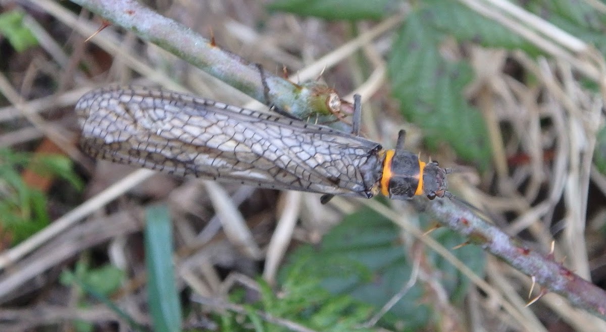 American Salmonfly