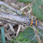 American Salmonfly