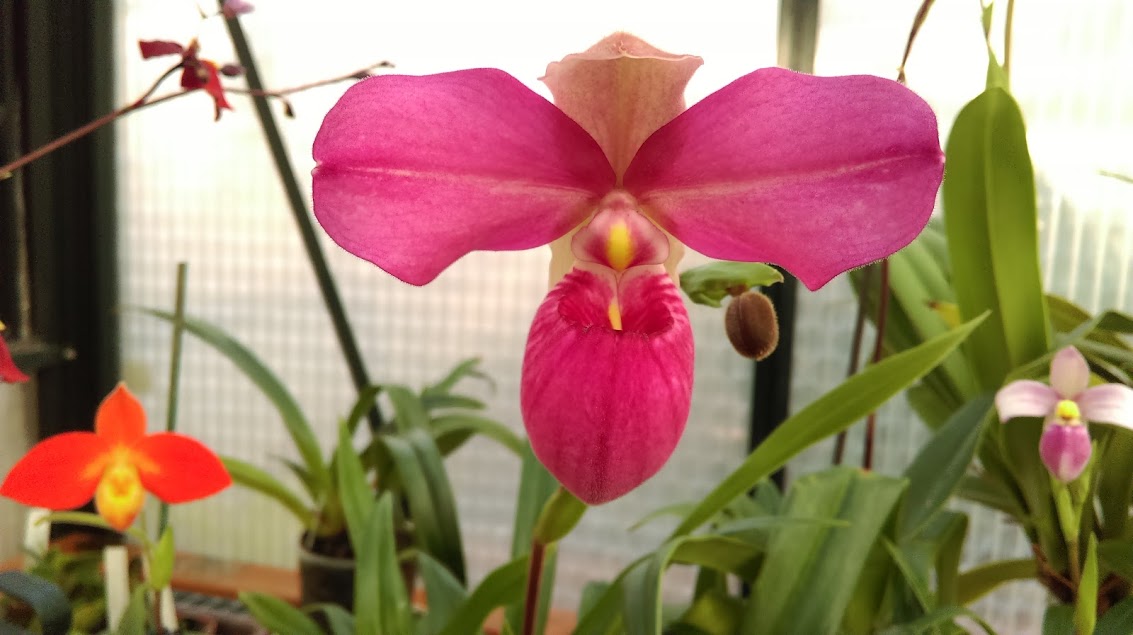 Phragmipedium Eumelia Arias (schlimii x kovachii ) 3eAmYL8_RLaAm7bFhb6QOGSlqdJZQz_NhvCeCH5xtBWPWAPdlOHxqoHK5VAPpUPMVTvOdjIFJq-HPNVZggmmCRkTz4-Q83tjehVVvyX6rWGMDvqW33eXsyHfz08FCRALmq3bp1babDqshAtEScBkIA30wK2ISwXFIM3UzhSLLtnPGEDquOOoop-qFDac0YwV_9nlA63VI_d7Yo53kuRMtgzkeonAtjzzAmBMnXlavj0BF9YvPMnlPB8jW7OGhNEZALUt2rd9qlTjpDCtbkrX9JJNB0KHCbdNE-sH_QkZXOFLqy4rsp4cyZb5YpcvY6UUW4zDW1YCYOciHpiFac-J_yqpD4UnV5jM1ECPFwalh14kO3khVVa5s9ZLzqdGru83PPlWcRrUEsWmA66FEpSs2y4YYhwHWakjY9SqYNQNtUijOB9YpnSWmYULGbg6FEDRZmqEk8-Lh10Tb2ePb0uEAG1Q4xJ8ZgUGhERhpx4nds_N_3wtwagc6E27RTKkBTohU6-yam5IvZqTVNGhEQR05JL32c09sZYM8jzG_R9x-YA5ckW3e71PQii21RF_RjSJBTMHnYwcNXmNpFLlVrgnn5R1V1wFssf7kUyhw5Xk8ztmZhmXMN288A=w1133-h635-no