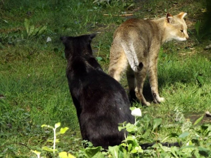 Chat des marais, Parc des Félins - Tous droits réservés