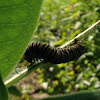 Monarch caterpillar