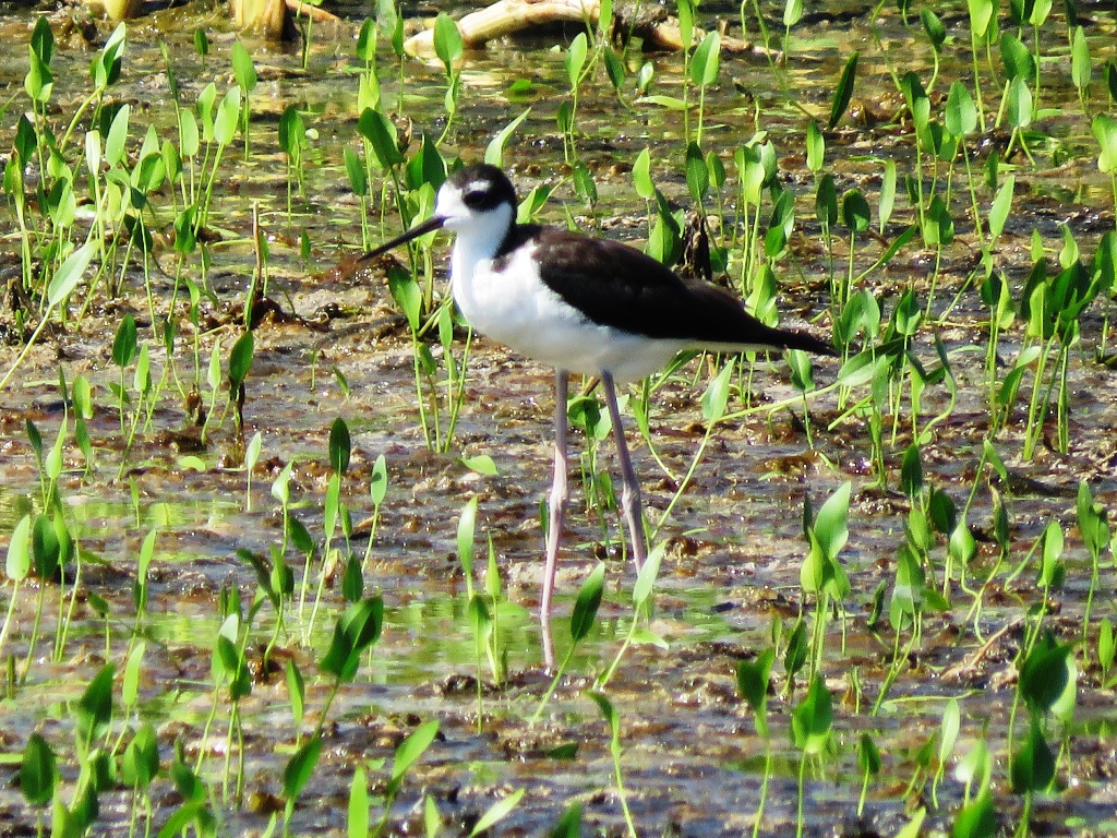 Black-necked Stilt