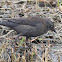 Rusty Blackbird