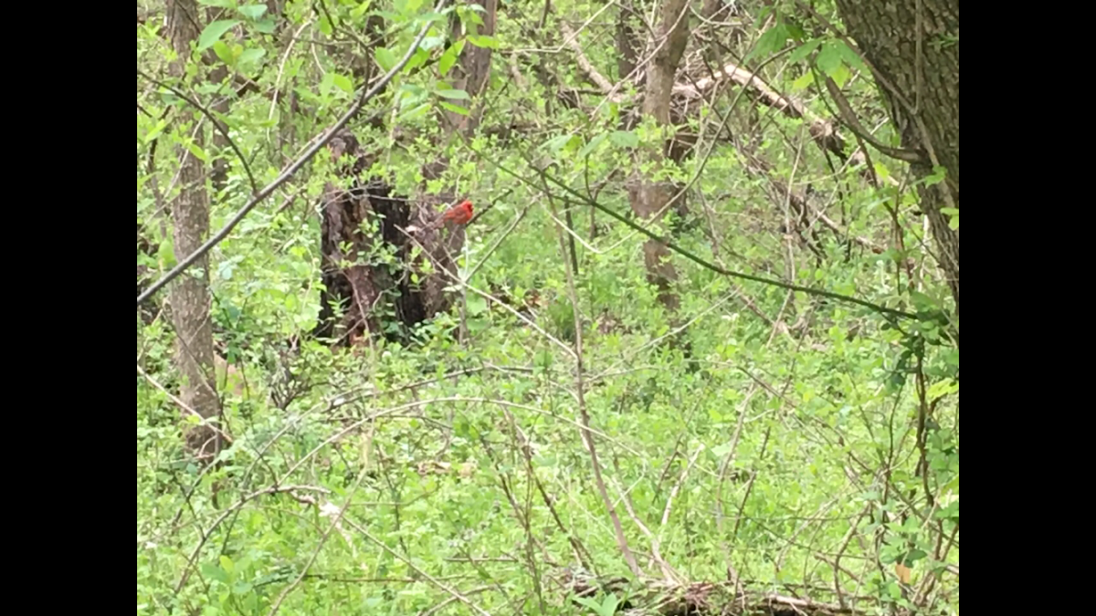 Male Cardinal